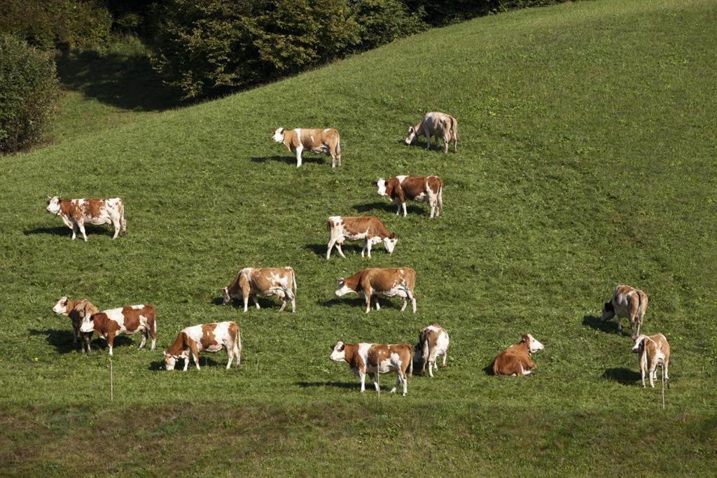 Zasserlhof Familie Bamberger Kössen Buitenkant foto